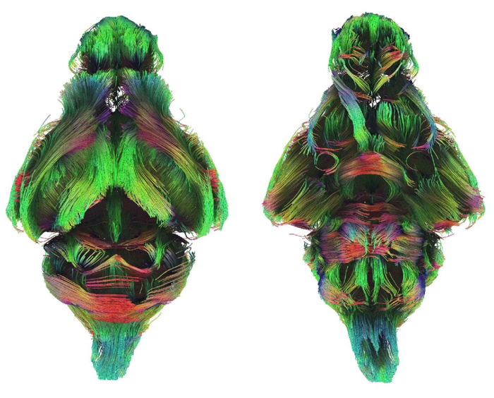 Figure 1. Axial rotations of reconstructed white matter tracts following diffusion-weighted magnetic resonance imaging of an adult Australian marsupial, the fat-tailed dunnart.