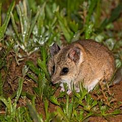 The Suárez group uses brain scans of Australian marsupial the fat-tailed dunnart in their work. (Image: Alan Couch.)