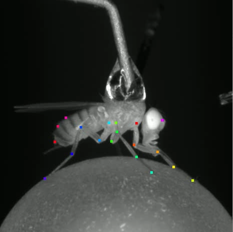 A female Drosophila. This is a frame from a 200-frame-per-second fly-walking movie and it has been tracked: all leg joints, antenna and abdomen are labelled by the neural network trained on HPC Wiener. (Image by Dr Kai Feng.)