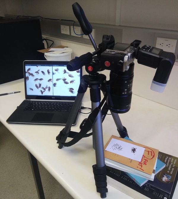 Dr Nick Hamilton created a hardware camera setup for UQ's Chenoweth Lab for imaging fruit flies at high resolution. (Image: Dr Nick Hamilton, RCC/IMB).