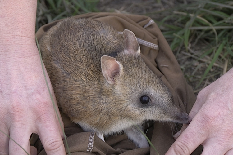 The mainland eastern barred bandicoot is one of the 57 mammals contained in the Threatened Species Index. (Image: Nicolas Rakotopare / Mt Rothwell.)