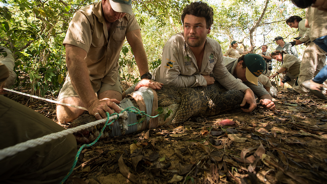 The Australia Zoo team restraining "Jimmy Fallon", a 4.02m crocodile in the Steve Irwin Wildlife Reserve, so it can be fitted with a tracking device, measured and sexed. (Photo: Cameron Baker.)