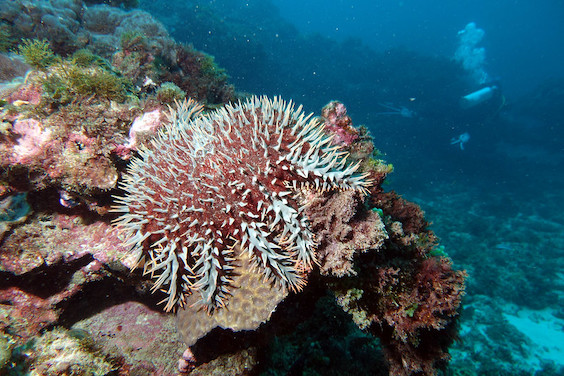 A crown-of-thorns starfish. (Image: Marine Explorer, CC BY-NC-SA 2.0.)