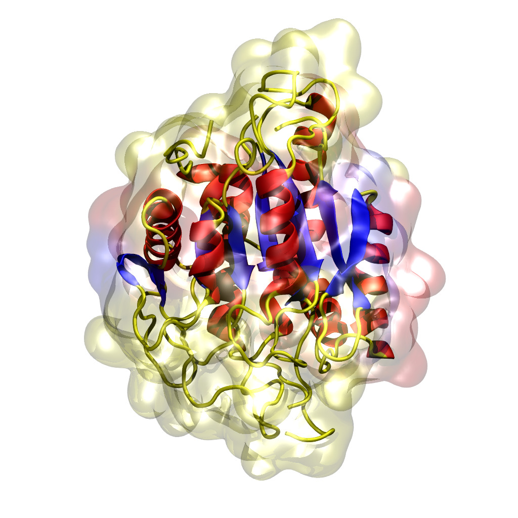 The structure of the apo-form of glutaminyl cyclase from Ixodes scapularis at the end of a 400-nanosecond molecular dynamics simulation performed using Amber18 on HPC Wiener. (Image: Dr Thomas Lee, UQ.)
